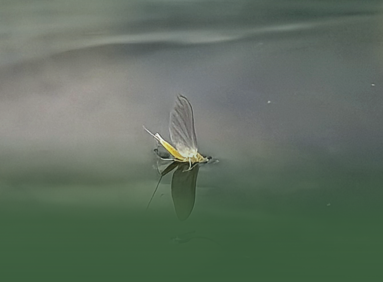 Sulphur dry fly pattern, close-up on gradient background
